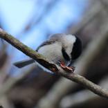 Baby bird by Z Brennan