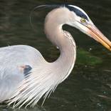 Heron with fish by Z Brennan