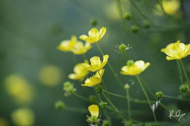 Up Buttercups Up! thumb