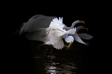 Original Contemporary Animal Photography by Mariana Bertrand