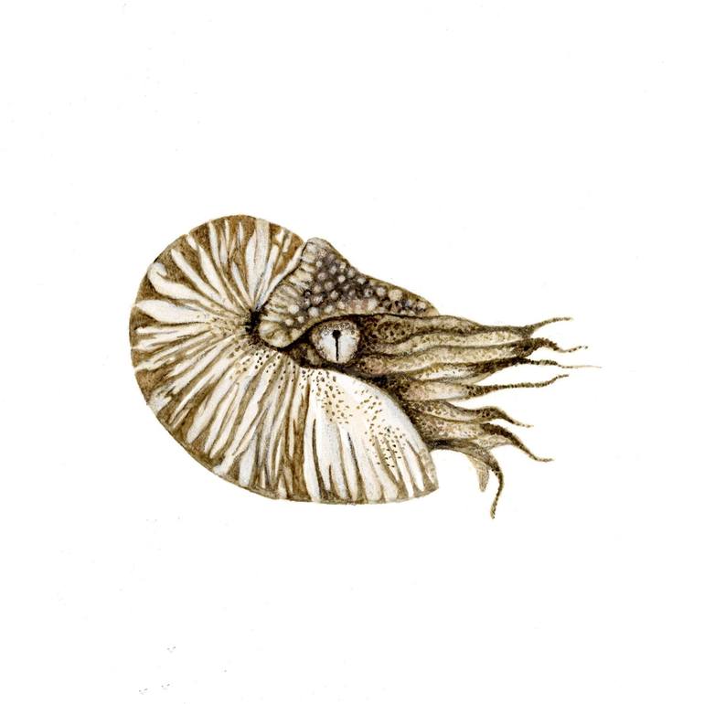 Creatures from the deep sea Nautilus 2