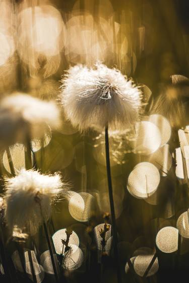Original Contemporary Nature Photography by Oliver Selzer