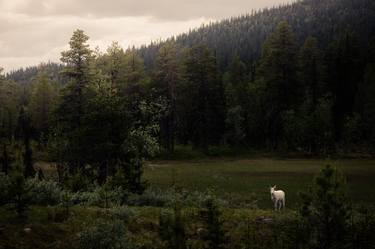 Original Contemporary Nature Photography by Oliver Selzer