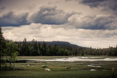 Original Contemporary Nature Photography by Oliver Selzer
