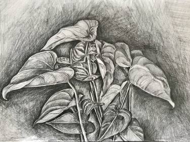 Original Botanic Drawing by Ana Roca-Sastre