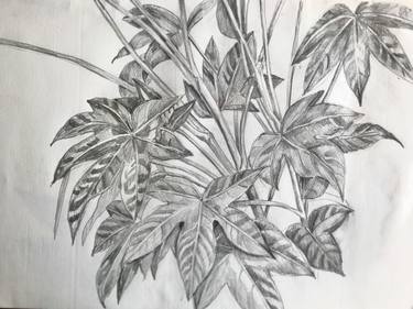 Original Botanic Drawing by Ana Roca-Sastre