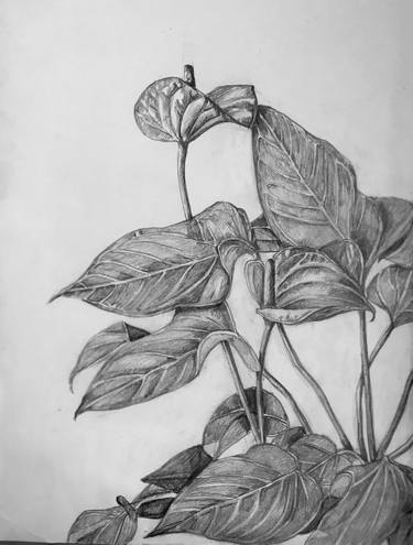 Original Botanic Drawings by Ana Roca-Sastre