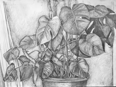 Original Botanic Drawing by Ana Roca-Sastre