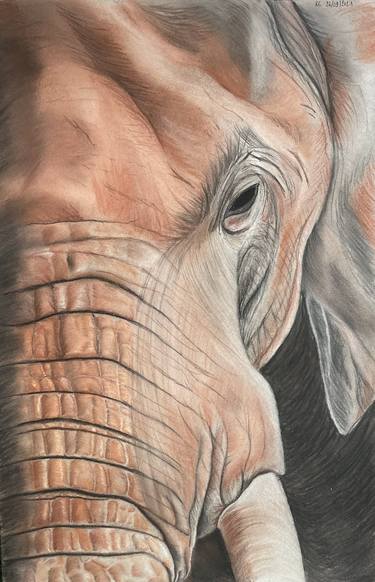 Original Photorealism Animal Drawings by Rémi Capobianco