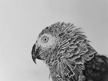 Original Photorealism Animal Drawings by Rémi Capobianco