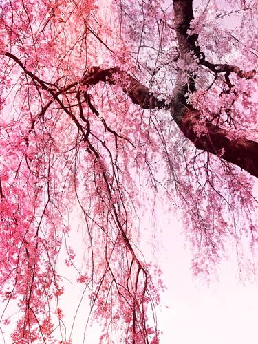 Original Digital Art Botanic Photography by Yoshiko Nakagawa
