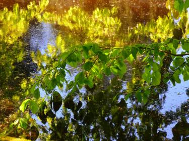 Print of Impressionism Nature Photography by Lauren Leigh Hunter