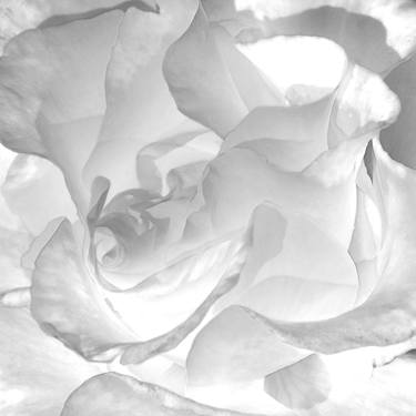 White Rose - Limited Edition 1 of 25 thumb