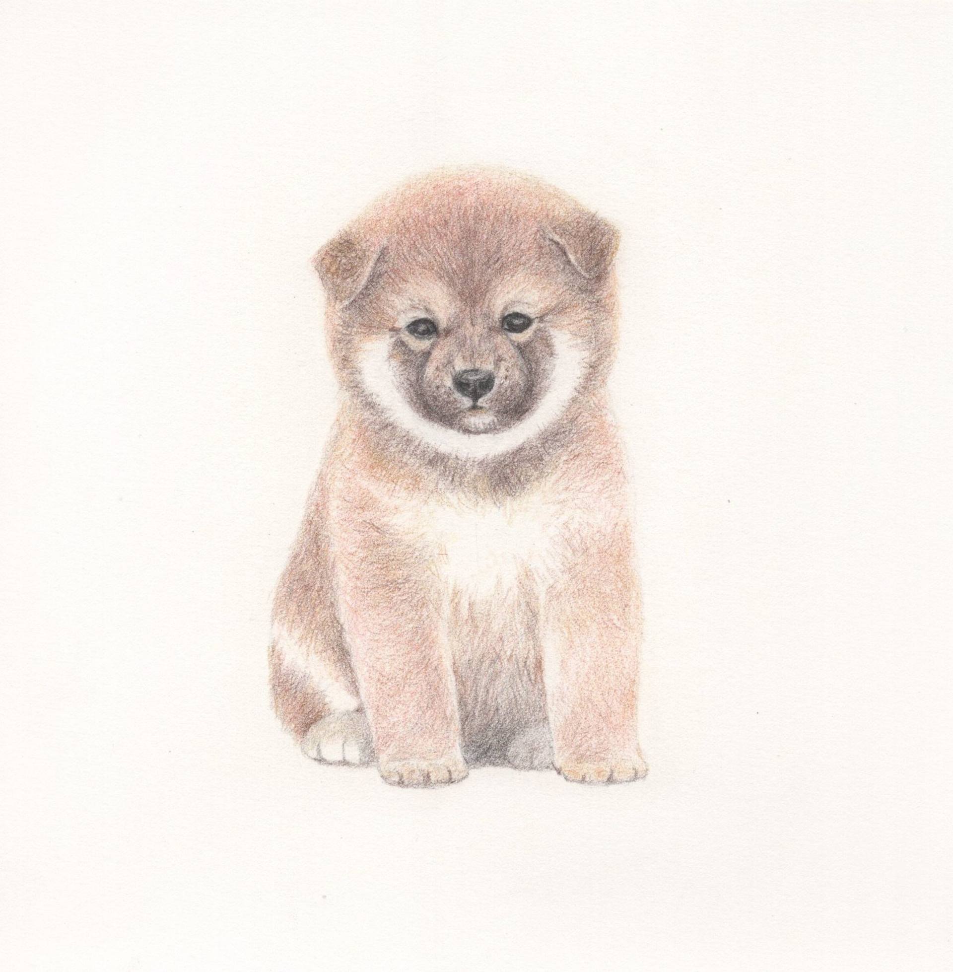 Shiba Inu Puppy Drawing by Sanae Hayashi Saatchi Art