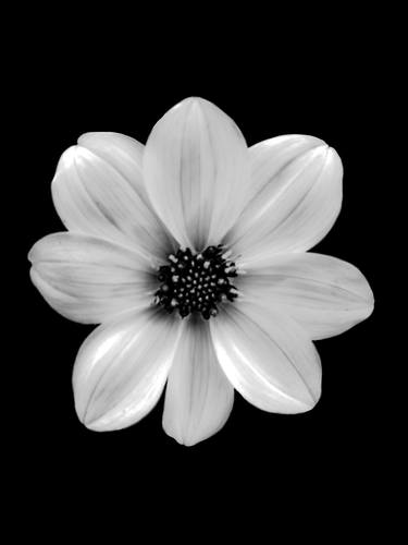 Original Minimalism Floral Photography by Carrie Cooper
