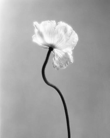 Original Minimalism Floral Photography by Ugne Pouwell