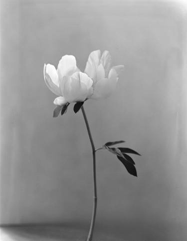 Original Minimalism Floral Photography by Ugne Pouwell