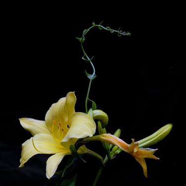 Original Botanic Photography by Stu Sporn