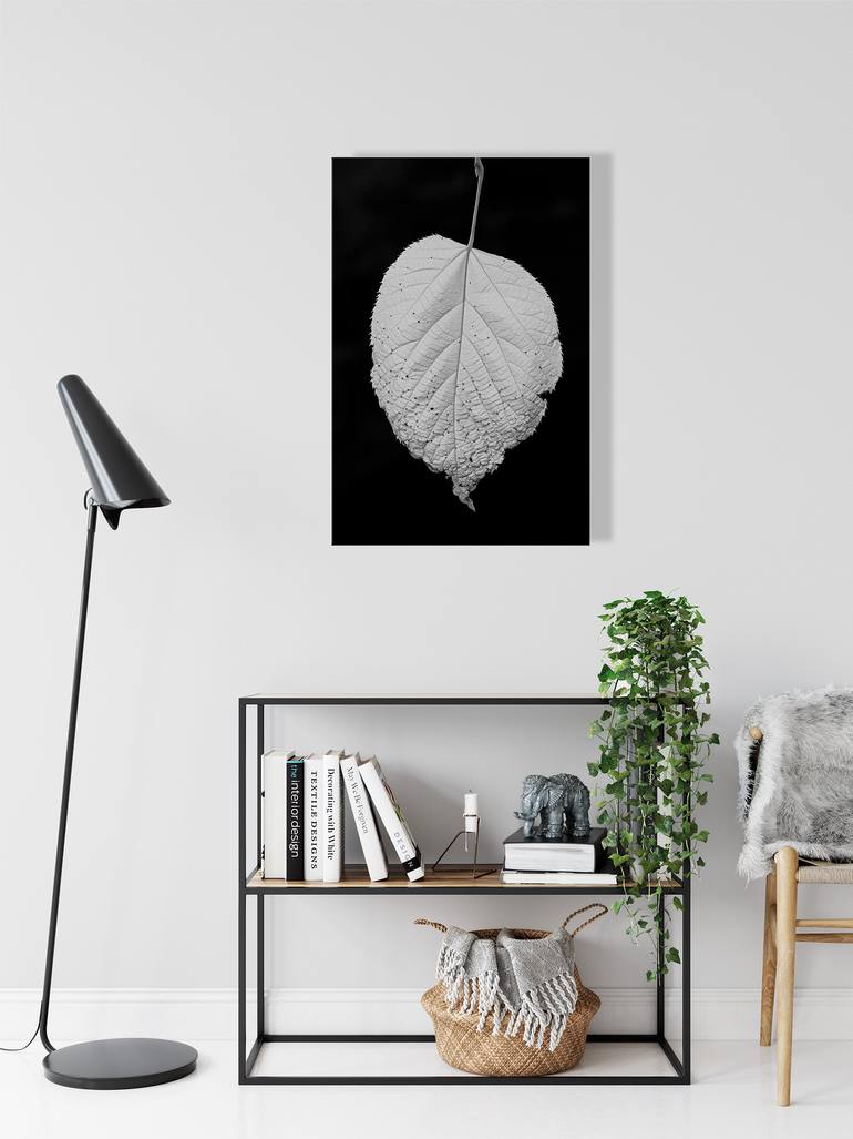 Original Black & White Nature Photography by Chip Freund