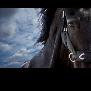 Original Portraiture Animal Photography by Christian Wamser