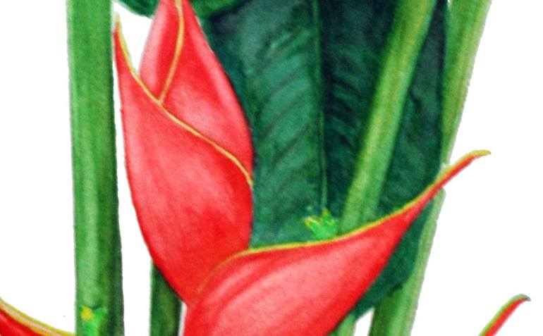 Original Illustration Botanic Painting by Sue Sill