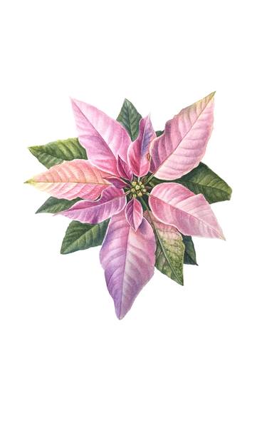 Original Realism Botanic Paintings by Yuliia Prokopchuk
