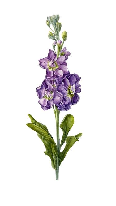 Original Illustration Botanic Paintings by Yuliia Prokopchuk