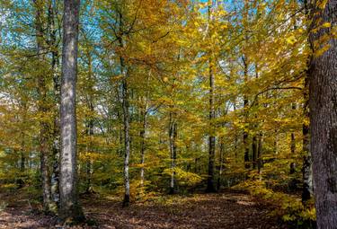 Original Contemporary Nature Photography by Jean-Jacques Syllebranque