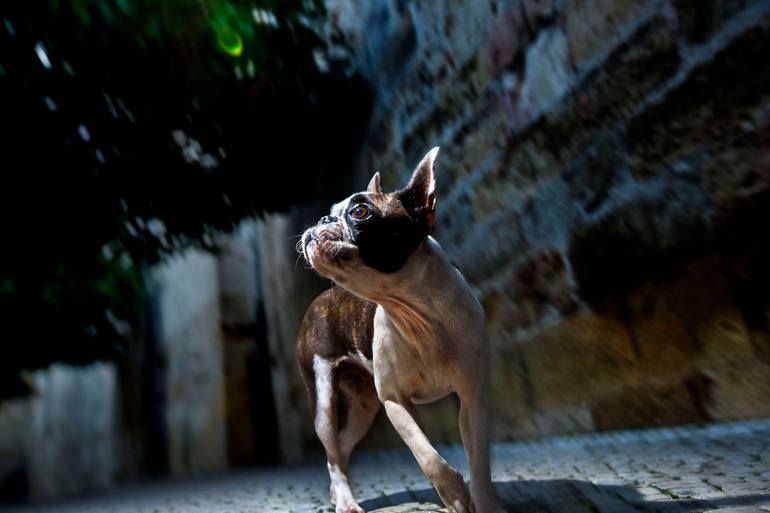 Original Dogs Photography by Chico Aragao | Contemporary Art on Paper | Whatever Gets You Through The Night