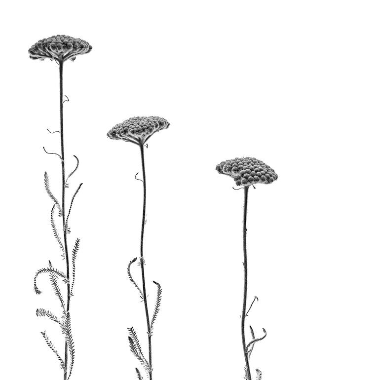 Print of Minimalism Botanic Photography by Rocco Casaluci