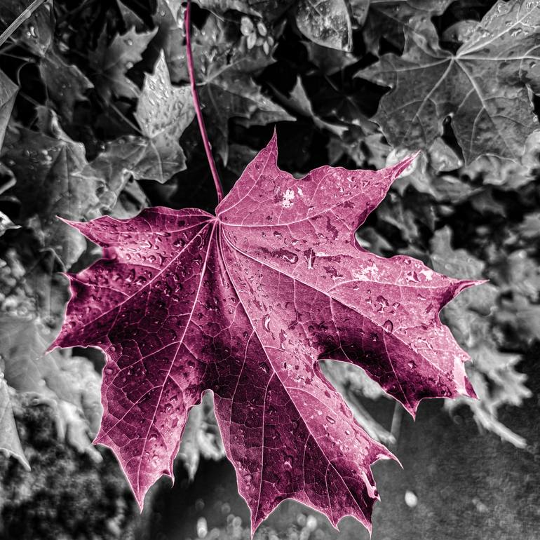 Original Botanic Photography by Hajer Farahat | Black & White Art on Acrylic | Orchid Autumn Leaf Majesty