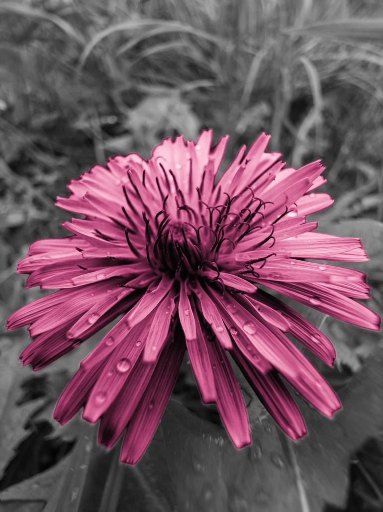 Original Botanic Photography by Hajer Farahat | Black & White Art on Acrylic | Orchid Dandelion Flower Majesty