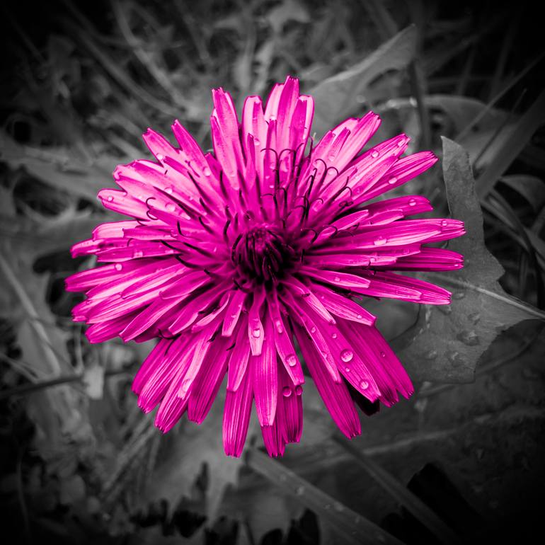 Original Botanic Photography by Hajer Farahat | Black & White Art on Acrylic | Orchid Dandelion Square Majesty