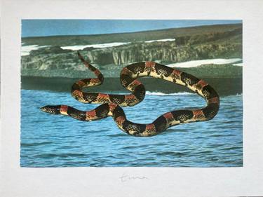 Original Abstract Animal Collage by India Coles