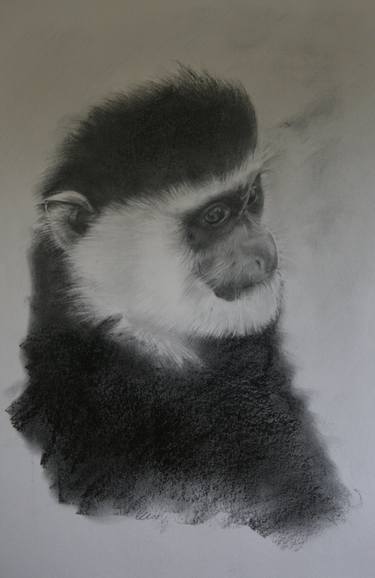 Print of Documentary Animal Drawings by Lee Boyd