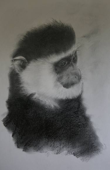 Colobus Guezera- Originall Sold thumb