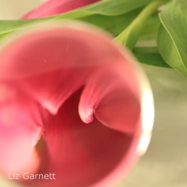 Original Abstract Floral Photography by Liz Garnett
