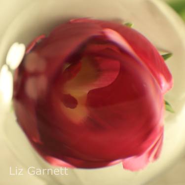 Saatchi Art Artist Liz Garnett; Photography, “Tulip B - Limited Edition of 40” #art
