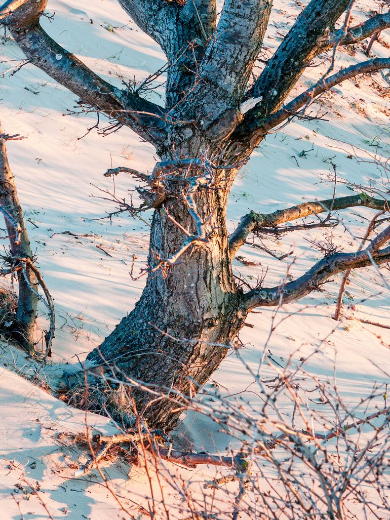 Original Realism Landscape Photography by Theo Bos