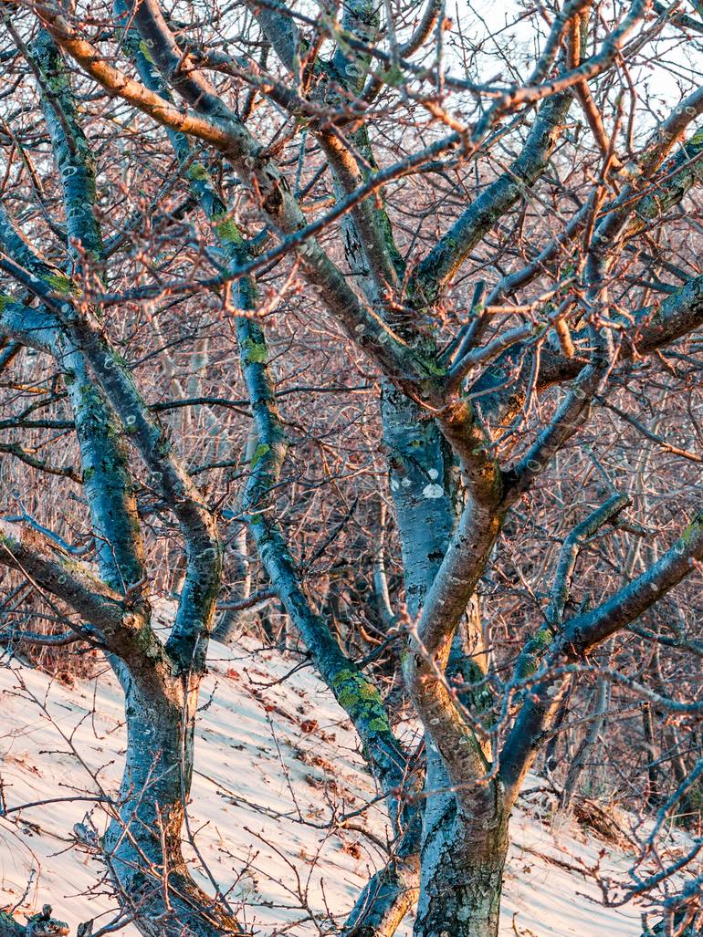 Original Realism Landscape Photography by Theo Bos