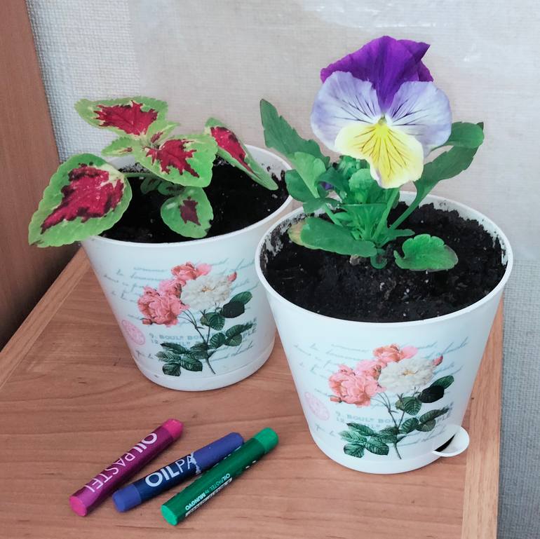 Original Illustration Floral Drawing by Olesya Rapotkina
