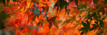Original Contemporary Botanic Photography by Evelyn Espinoza