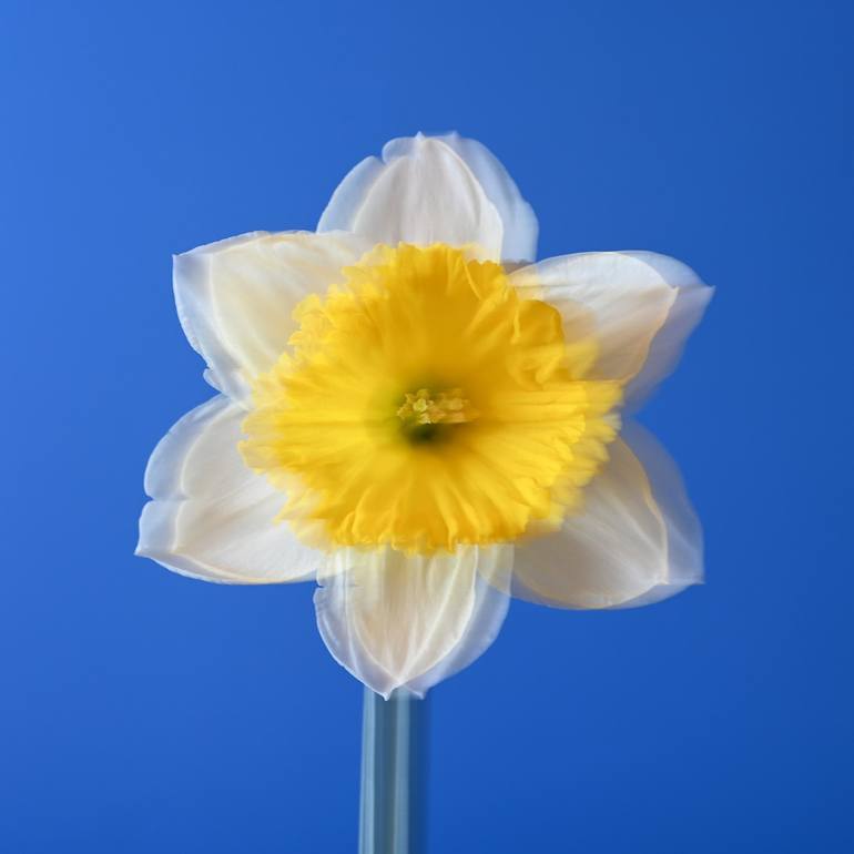 Original Botanic Photography by Izabel Rocha | Contemporary Art on Paper | A Whisper of Spring, A Glow of Gold