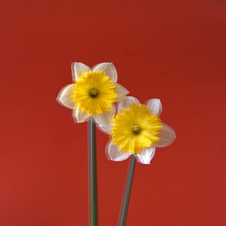 Original Botanic Photography by Izabel Rocha | Contemporary Art on Paper | A Whisper of Spring