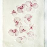 Collection Curator Picks: Photo Prints