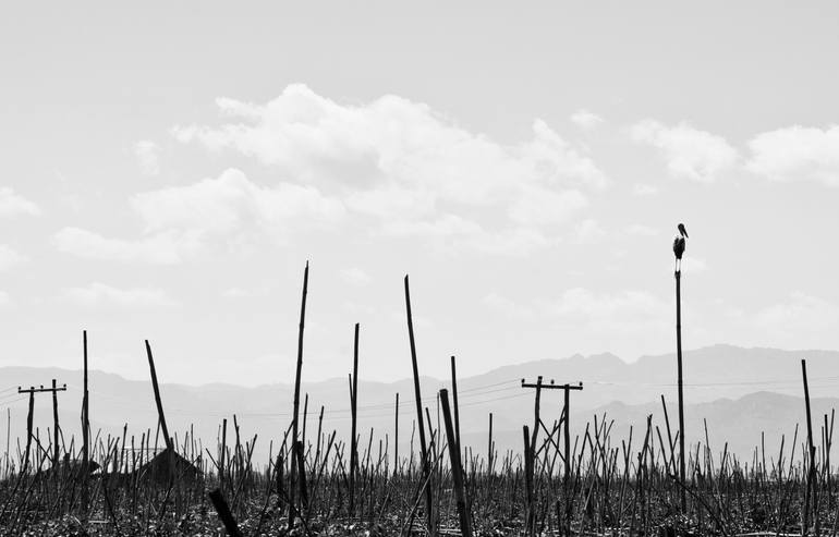 Original Documentary Animal Photography by Art Orlov