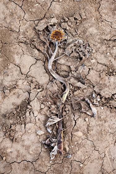 Dried Sunflower - Limited Edition of 7 + 2 AP thumb