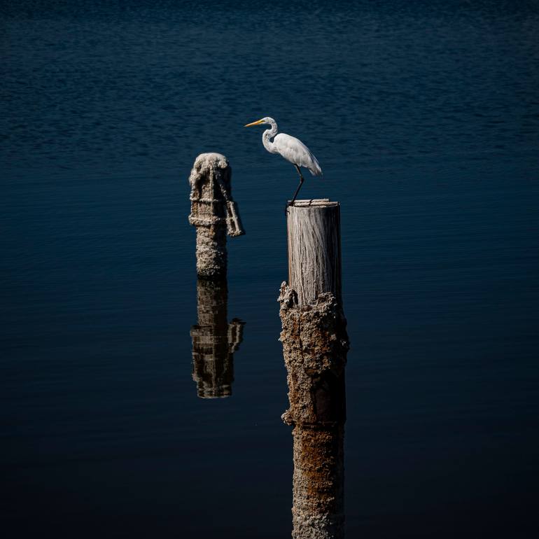 Original Animal Photography by Alan Staats | Digital Art Art on Paper | Salton Sea Egret