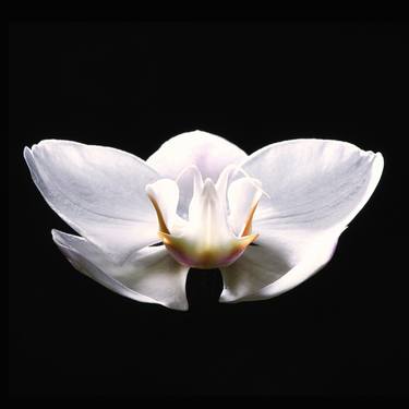 White Orchid thumb