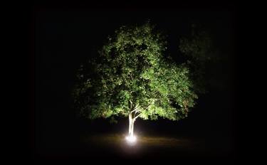 LIGHT TREE thumb